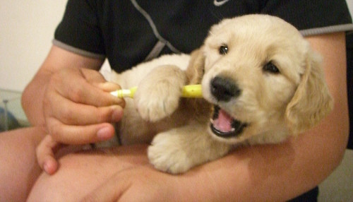 puppybrushing1