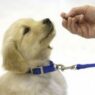 puppywithcollar1 300x226