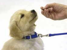 puppywithcollar1