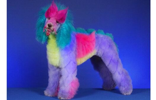 rainbow 1468821i