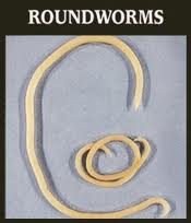 roundworms