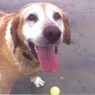 saltydog