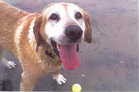 saltydog
