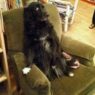 scared dog 2356