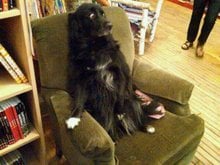 scared dog 2356