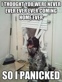 separation anxiety dog1