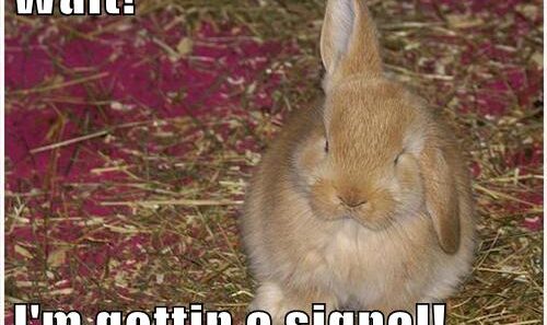 signal rabbit