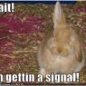 signal rabbit