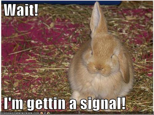 signal rabbit