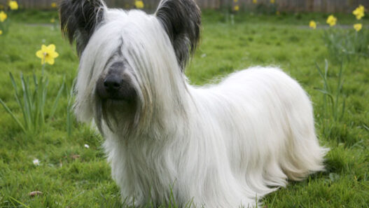 skye terrier