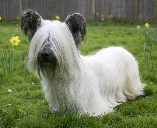 skye terrier