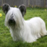skye terrier