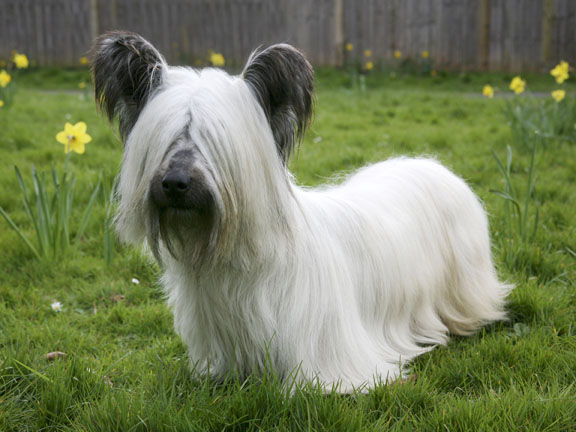 skye terrier