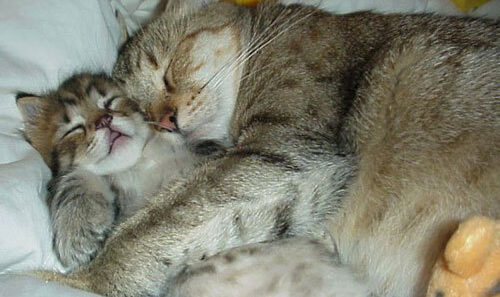 sleeping cats cute kittens1