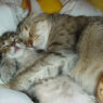sleeping cats cute kittens1