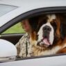 st bernard