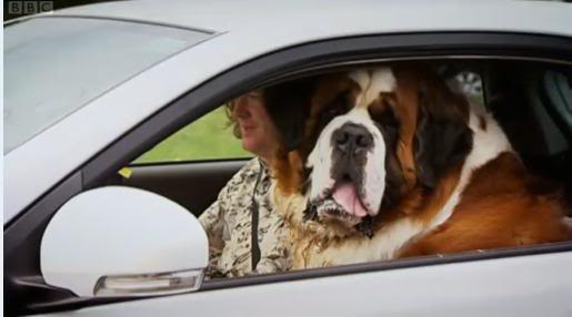 st bernard