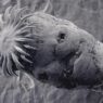 tapeworm head