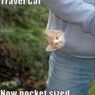 tinytravelcat