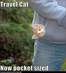 tinytravelcat