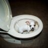 toilettrain1