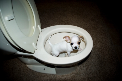 toilettrain1