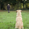 train a dog to sit
