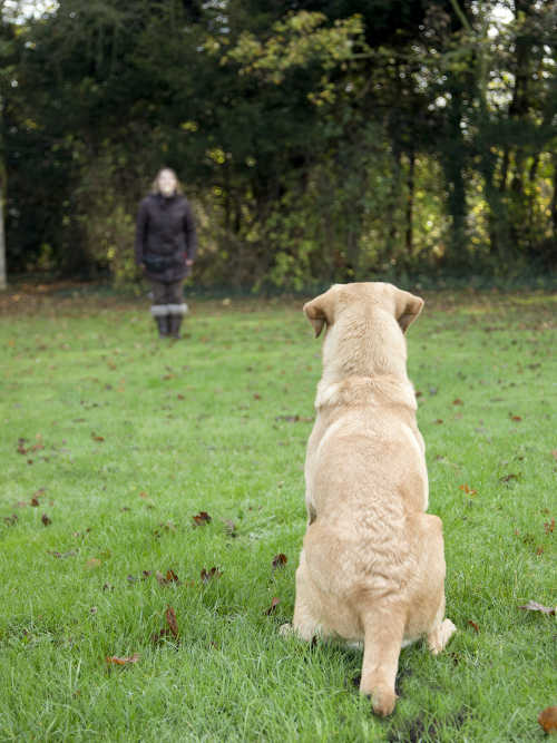 train a dog to sit