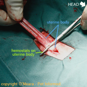 uterine body cat spay
