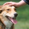 when to show love to a dog