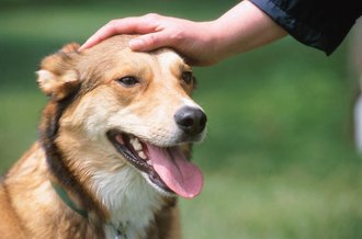 when to show love to a dog
