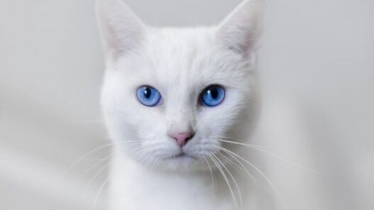 white cat blue eyes 640x360