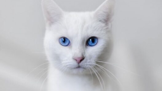 white cat blue eyes 640x360