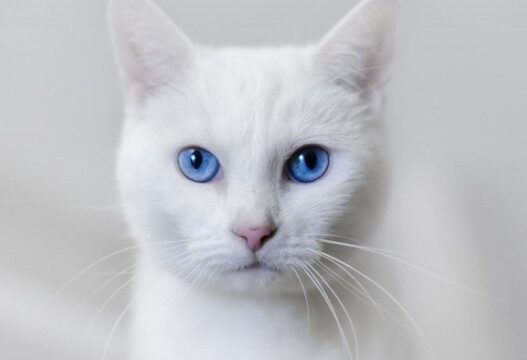 white cat blue eyes 640x360