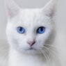 white cat blue eyes 640x360