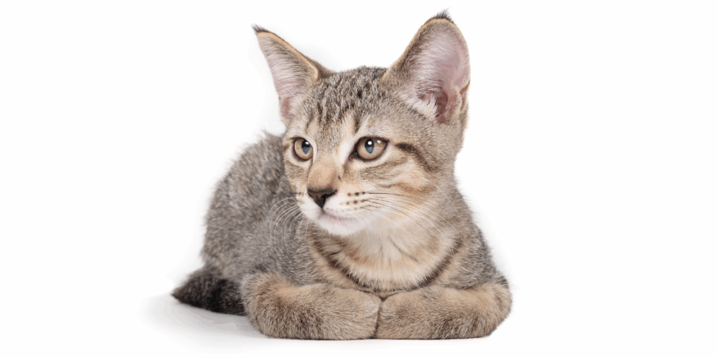 why do cats curl their paws 1