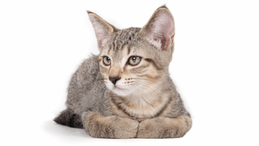 why do cats curl their paws 1