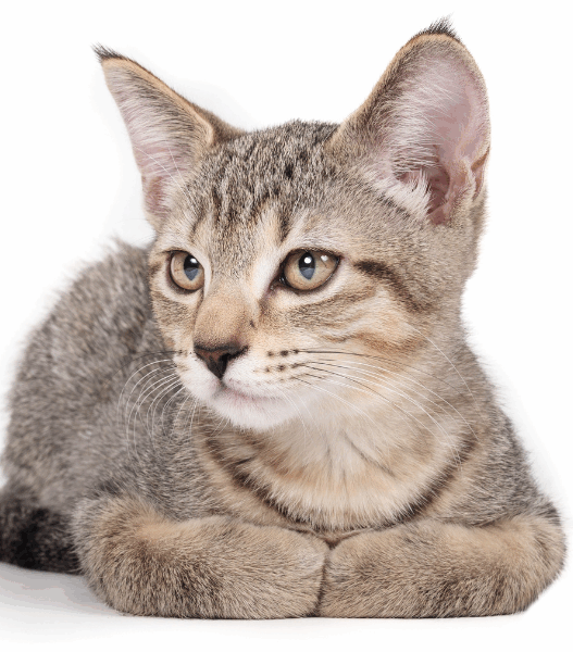 why do cats curl their paws 1