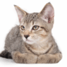 why do cats curl their paws 1