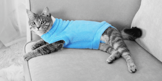 why do cats go limp when you put clothes on them