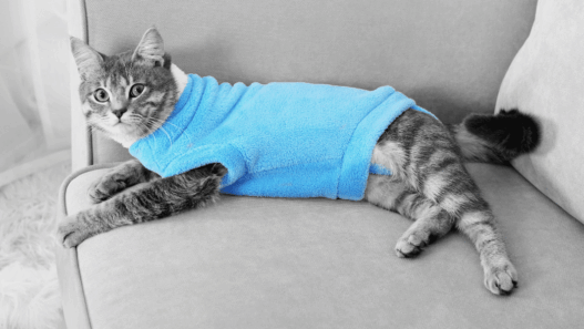 why do cats go limp when you put clothes on them