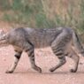 wildcat2