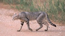 wildcat2