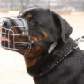 wire basket Rottweiler muzzle LRG