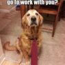 working dog is sad 540