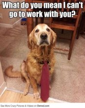 working dog is sad 540